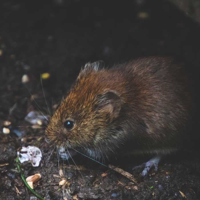 The Common Rodents of Caboolture