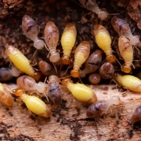 Learn More About Termites